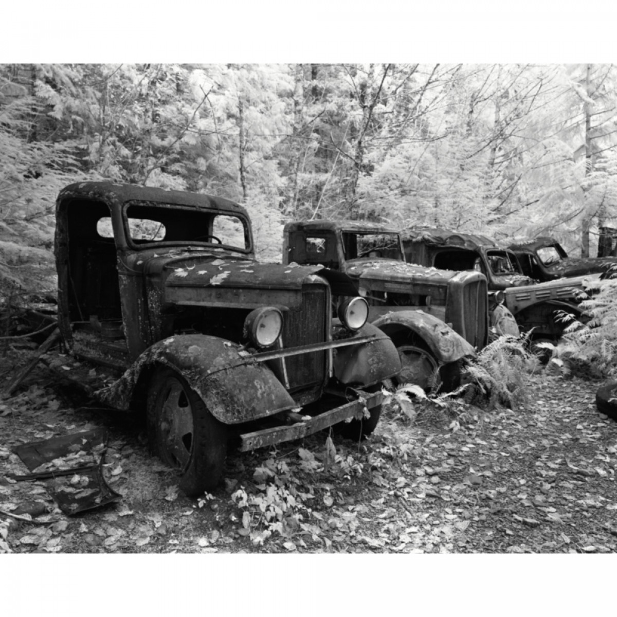 Rollei Infrared 400 ISO 4x5 Film - 25 sheets