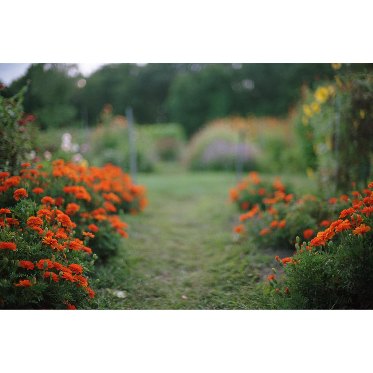 Kodak Portra 160 35mm Film - 36 Exposure Single Roll