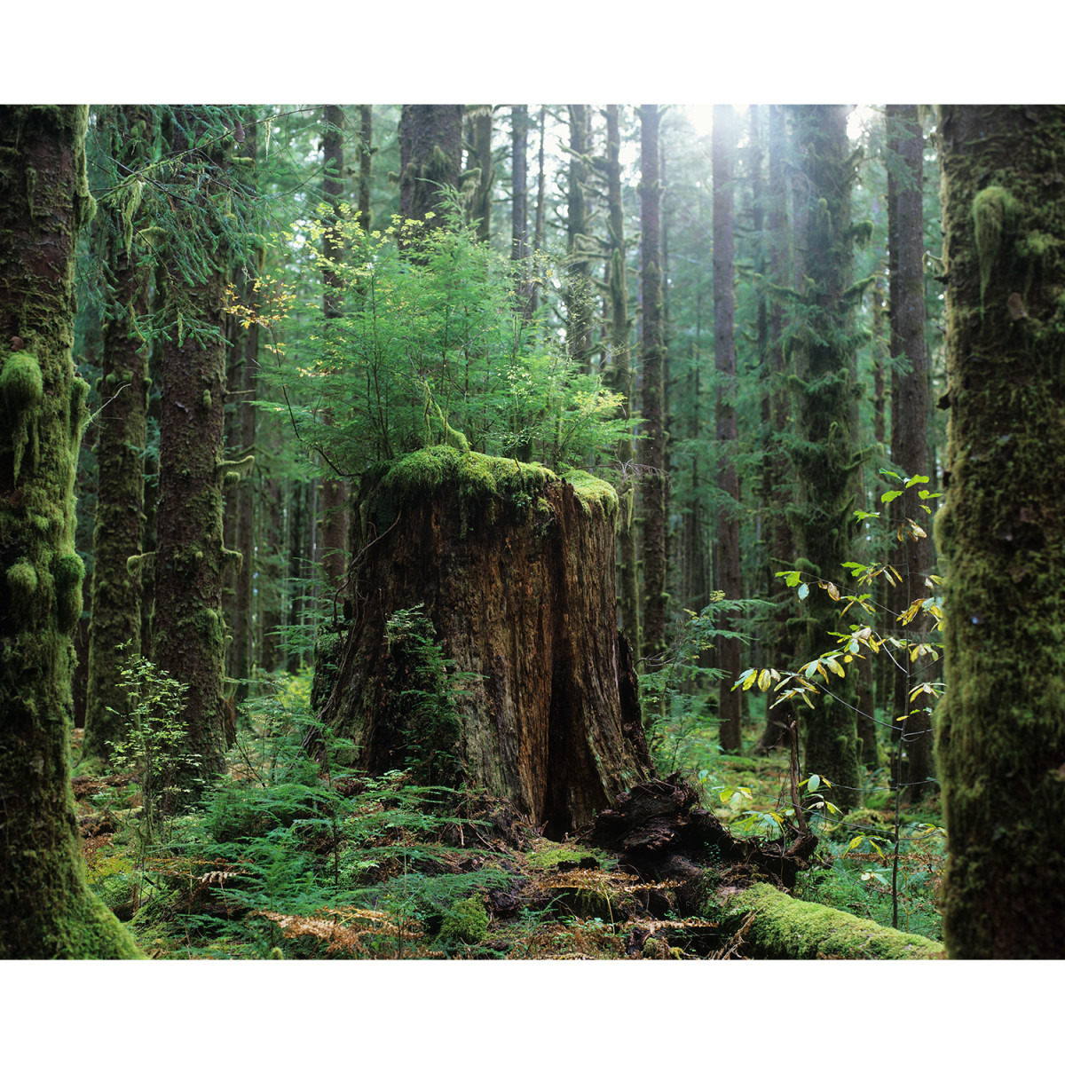 Fuji Velvia RVP 50 Film - 120 Single Roll