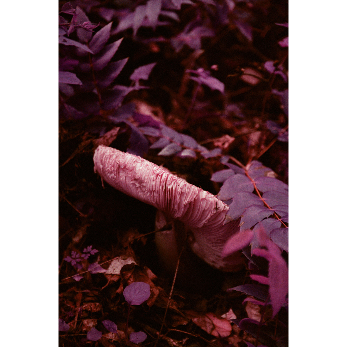 Lomography Lomochrome Purple XR Petillant Edition 35mm Film - 36 exp
