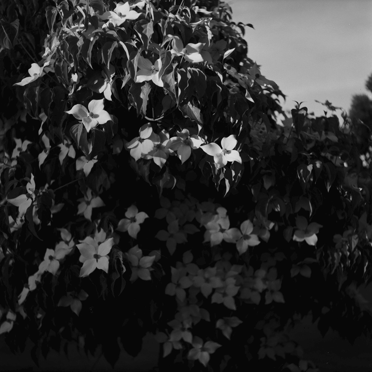 Rera Pan 100S 127 Film