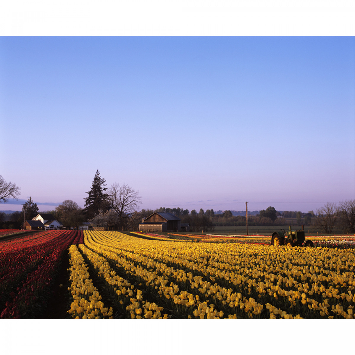 Fuji Provia 100F Film - 120 Single Roll