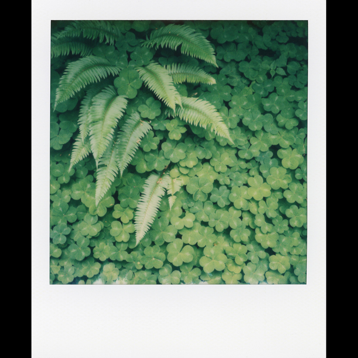 Polaroid Color SX-70 Film - 8 Instant Photos