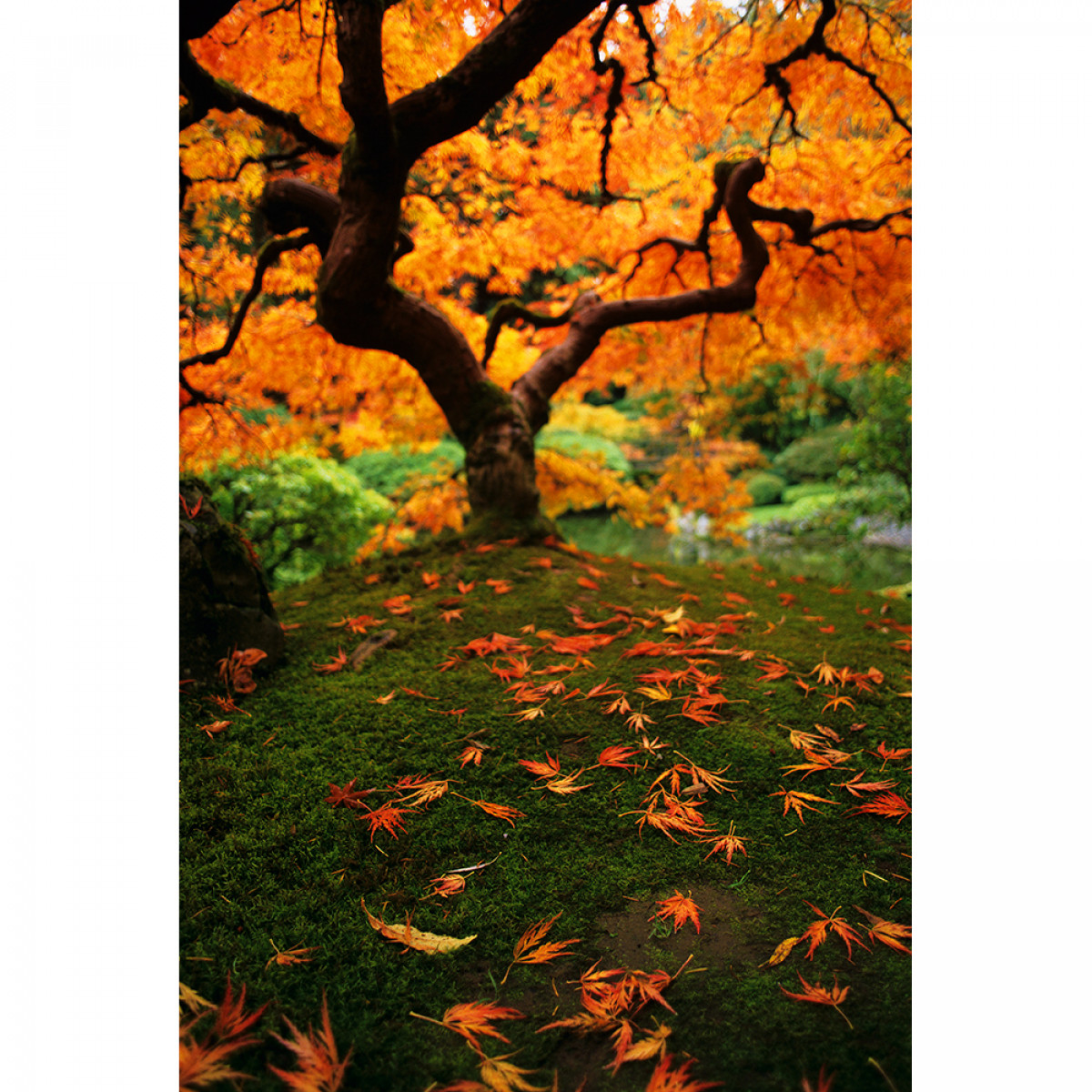 Fuji Velvia RVP 50 35mm Film - 36 Exposures