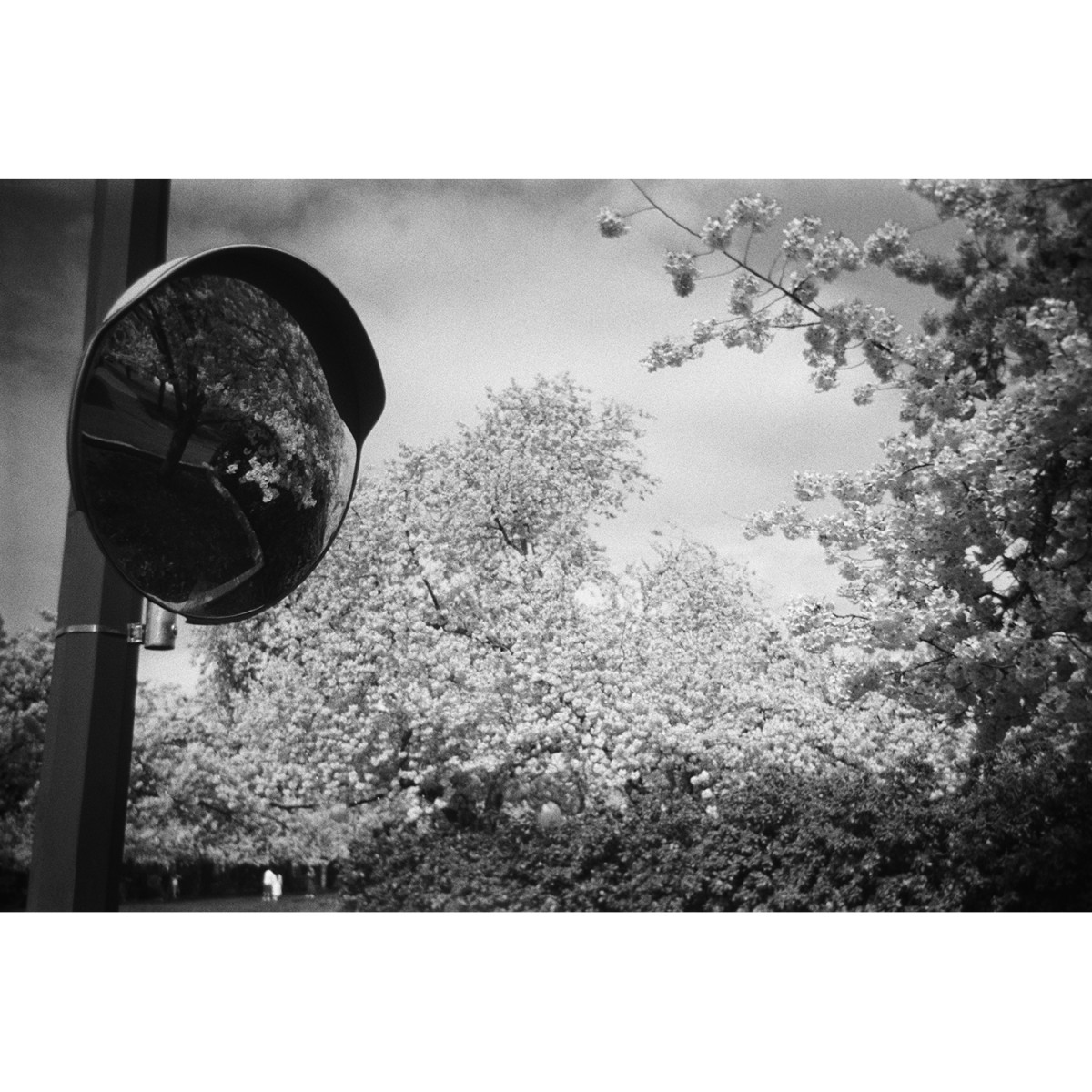 Kodak Tri-X 400 Black And White Single Use Camera