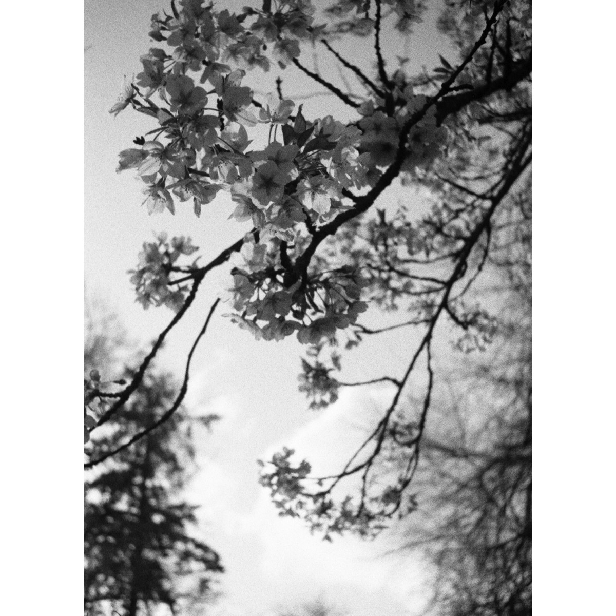 Spy Film for MINOX - Black and White 100 ISO 36 Exposures