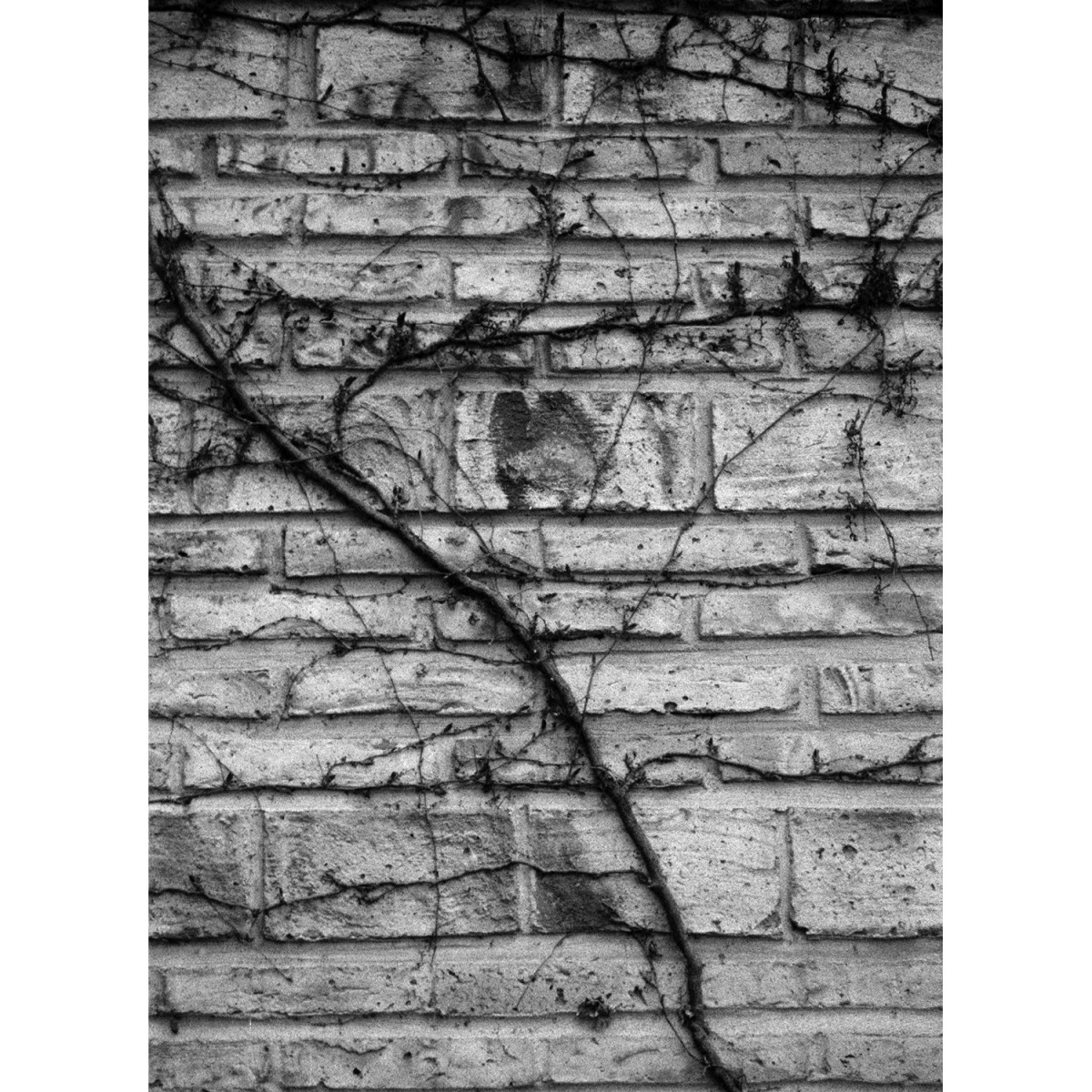 Spy Film for MINOX - Black and White 100 ISO 36 Exposures