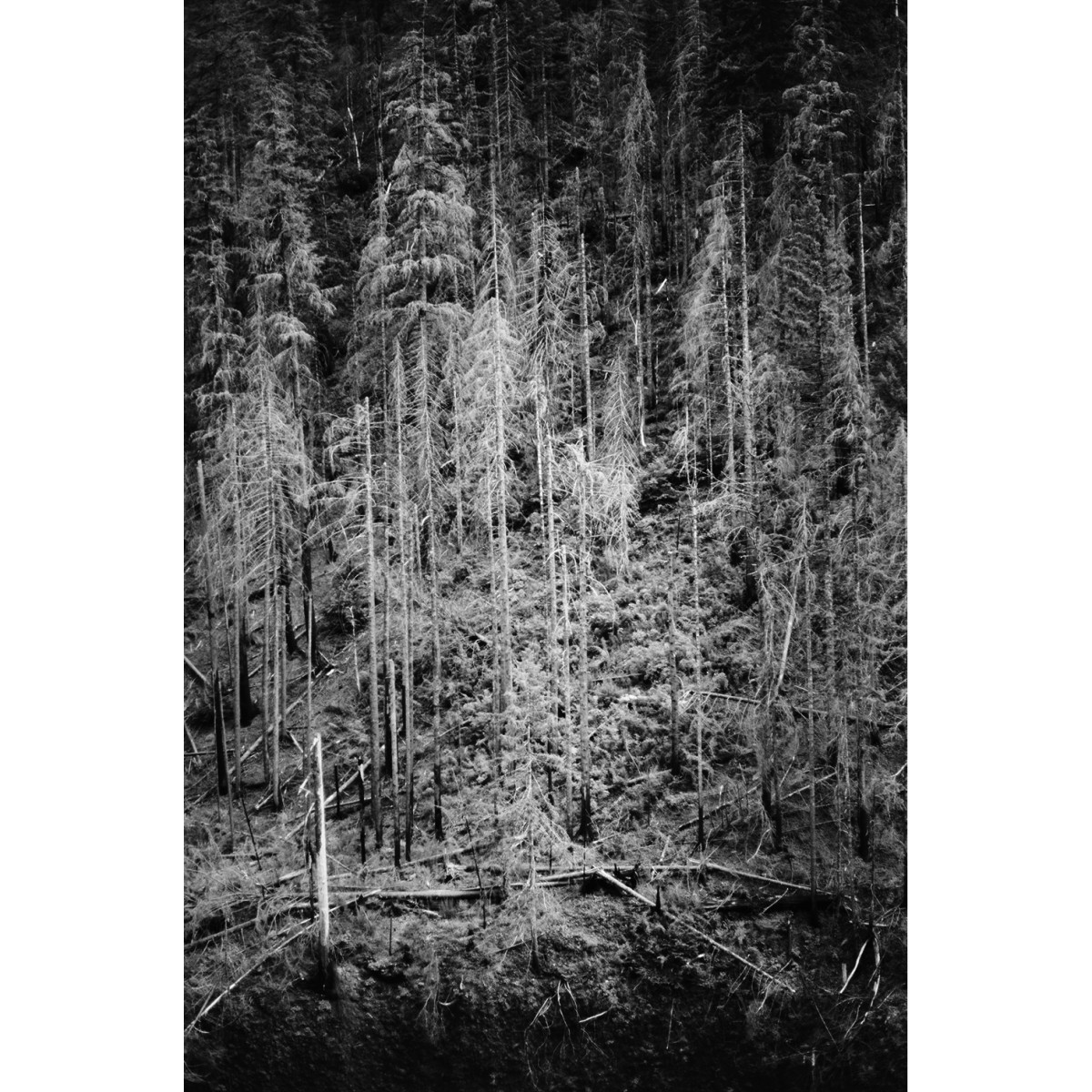 Rollei RPX 25 ISO 35mm Film - 36 Exposures