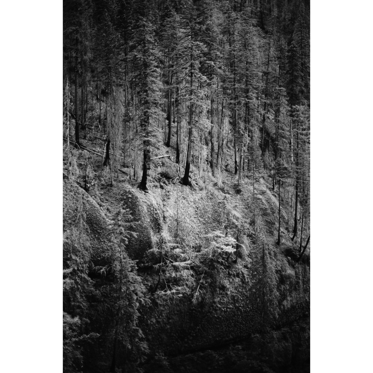 Rollei RPX 25 ISO 35mm Film - 36 Exposures