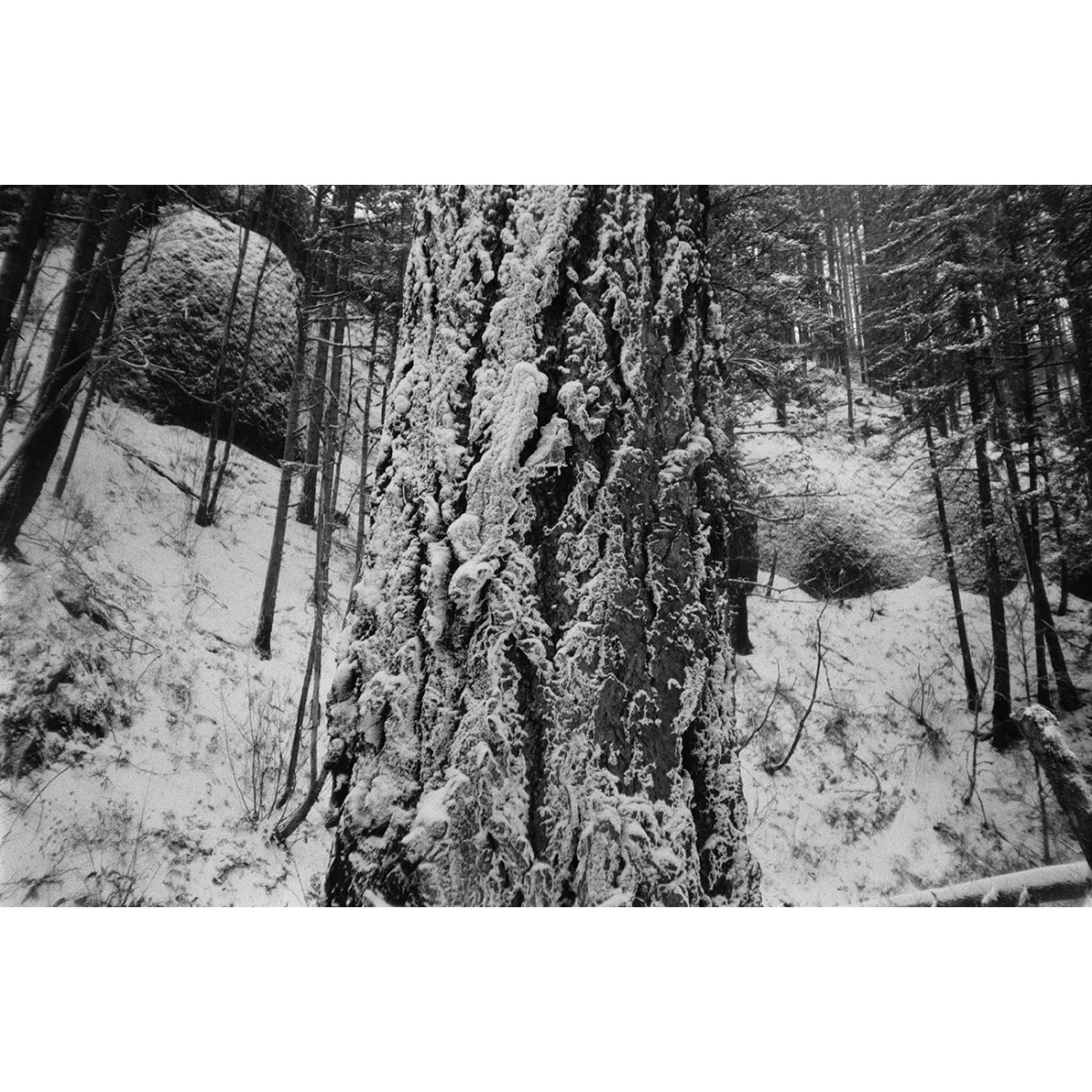 Kentmere Pan 400 35mm Film - 36 Exposures