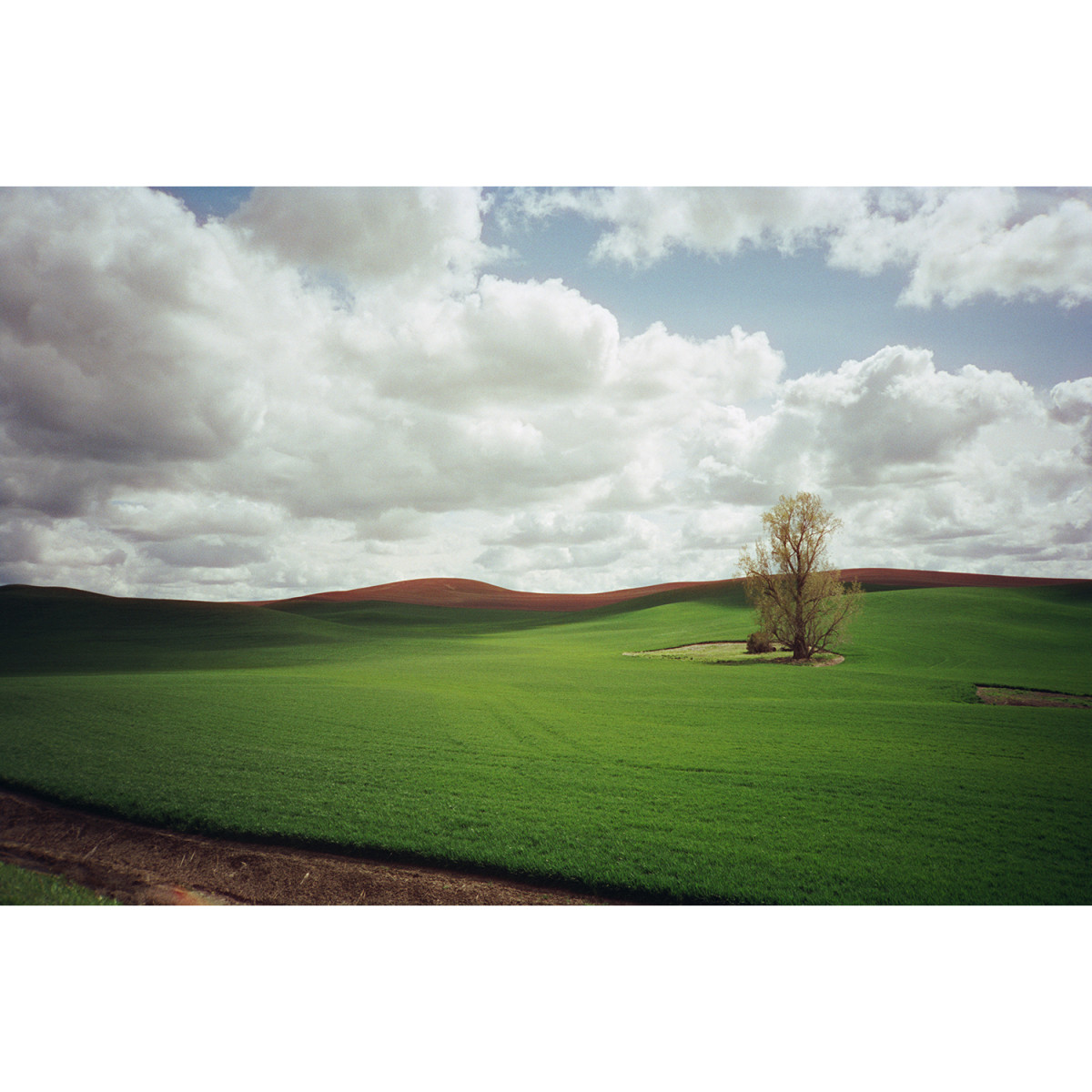 Candido 400 Colour Negative 35mm Film - 36 Exposures