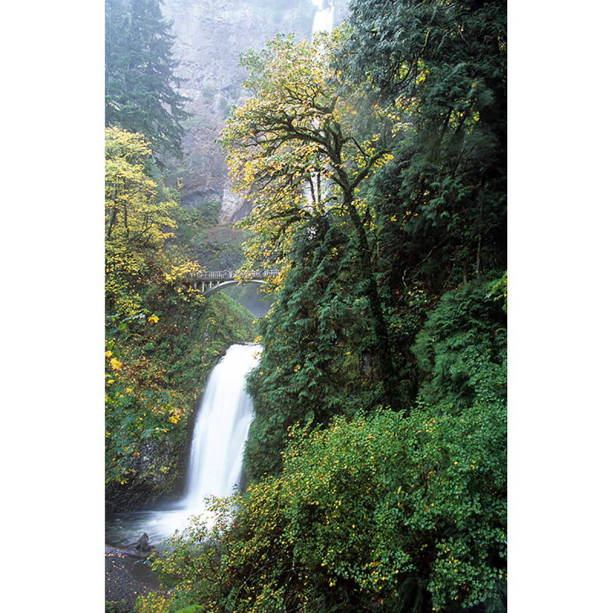 Fuji Provia 100F 35mm Film - 36 Exposures