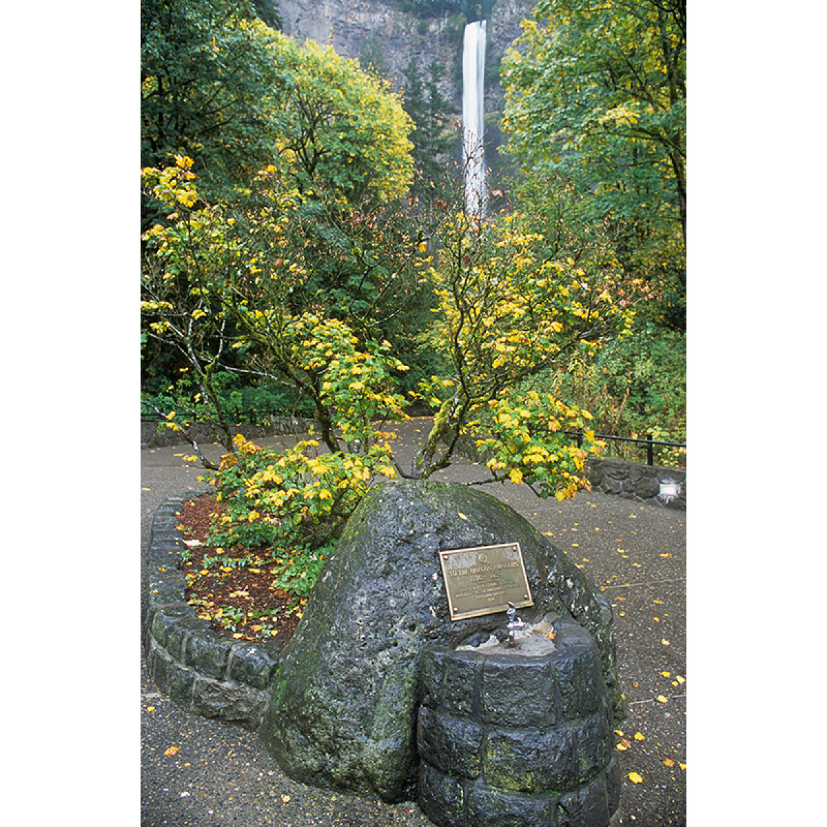 Fuji Provia 100F 35mm Film - 36 Exposures
