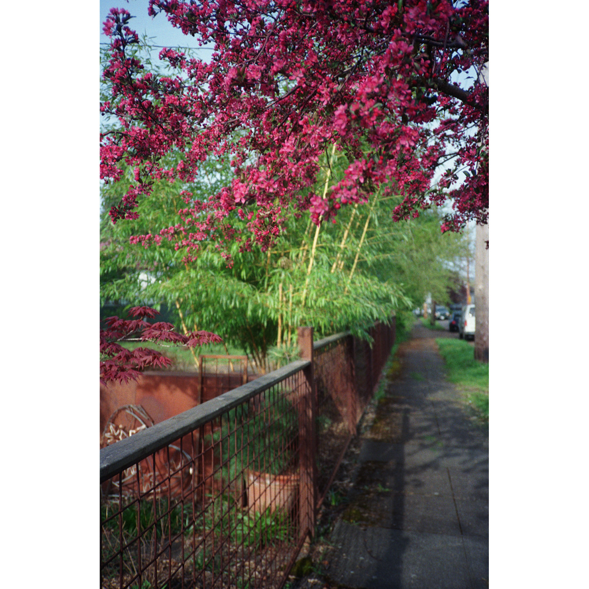 Lomography Color 400 Film - 36 Exposures, Single Roll