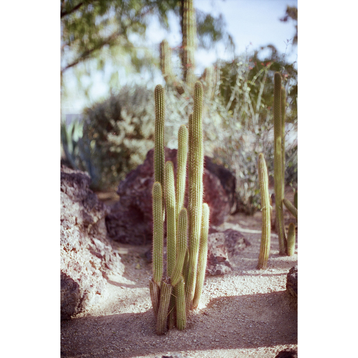 Cinestill 50D 35mm Color Film - 36 Exposures