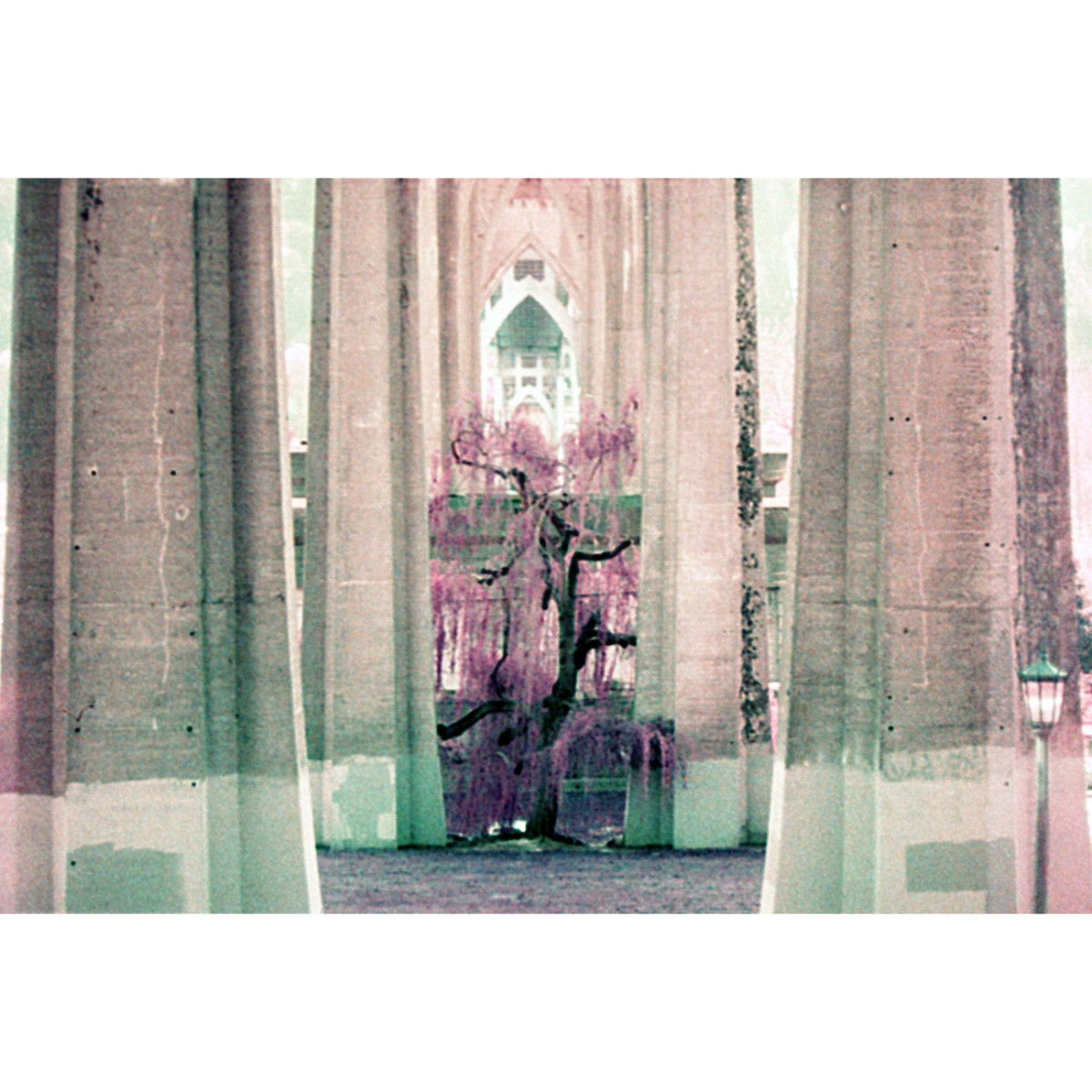 Lomography Lomochrome Purple XR Film - 110