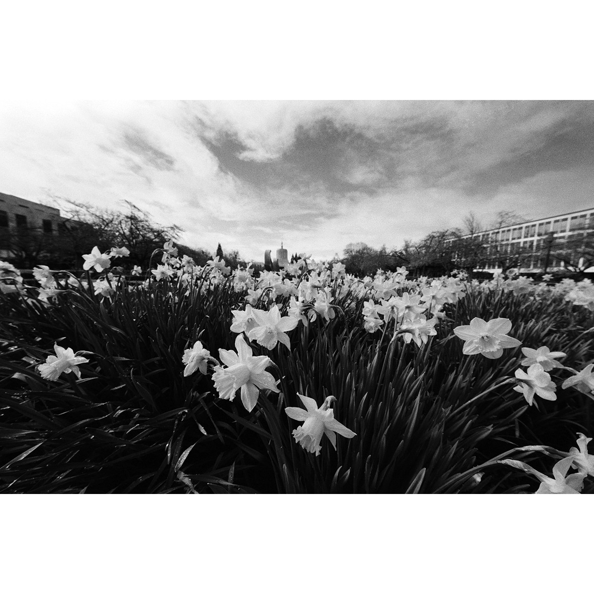 Fomapan 200 35mm Film - 36 Exposures