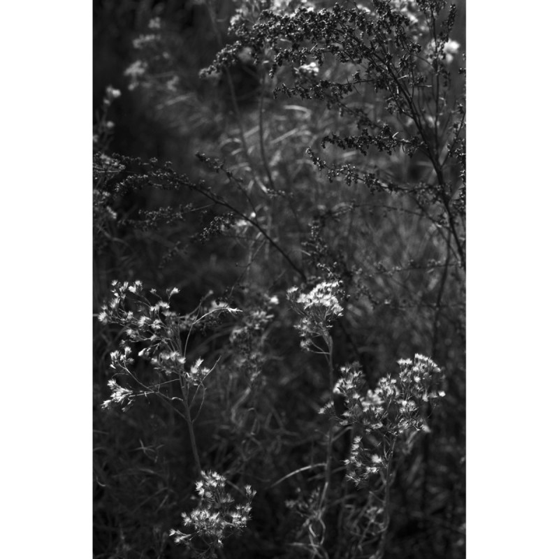 Ilford FP4+ 35mm Film - 36 Exposures
