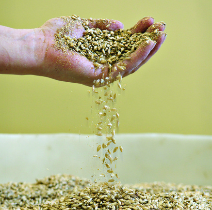 spent grain