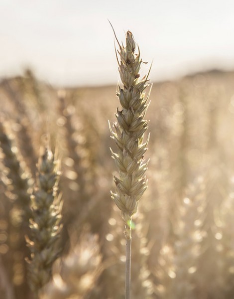 Barley Craft Beer