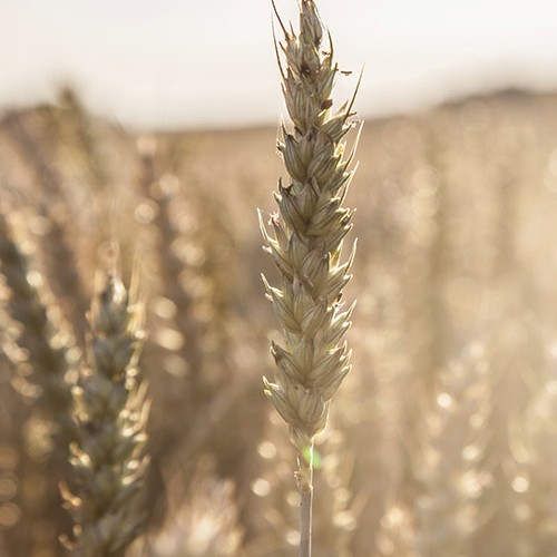 Barley Craft Beer