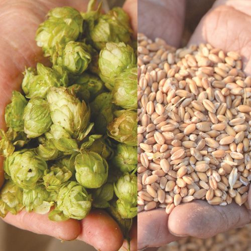 Brewery Supply Chain