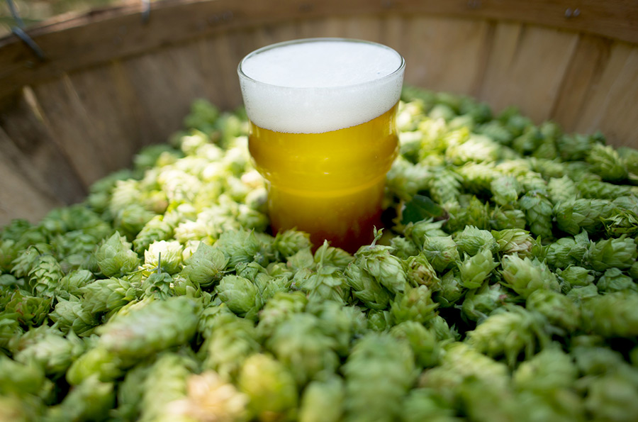 Brewery Supply Chain