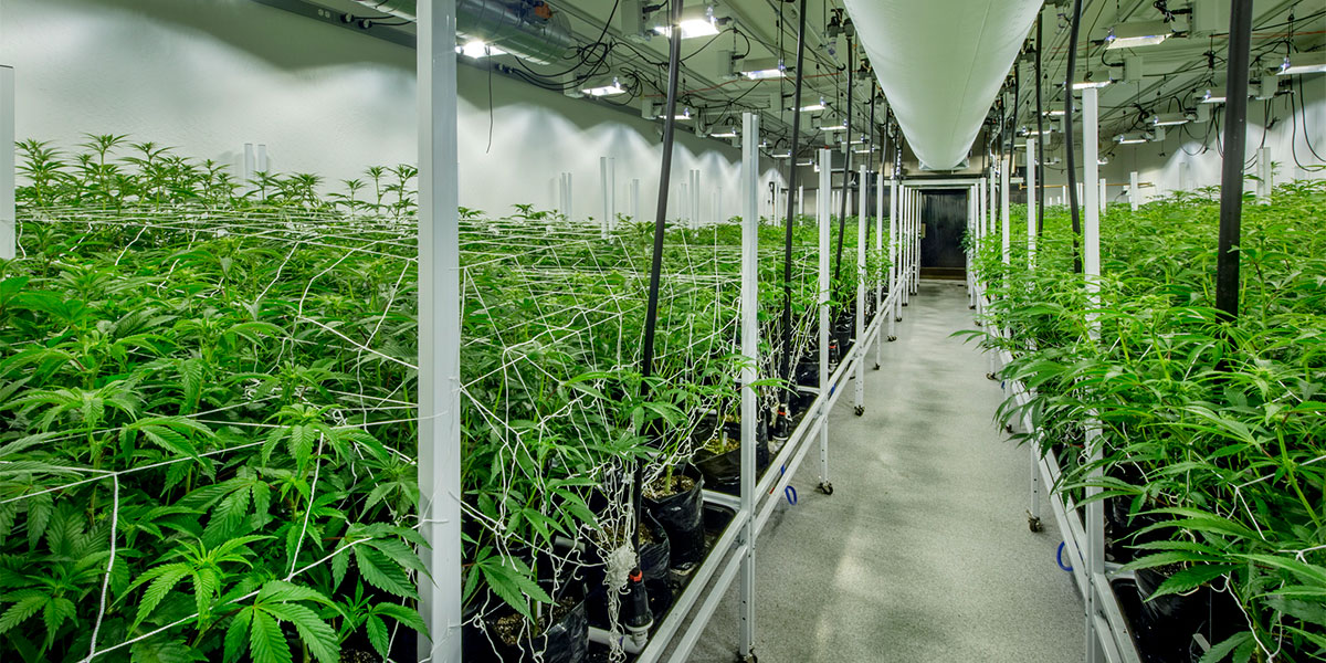 Craft Beer and Marijuana