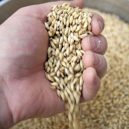 Malted Barley
