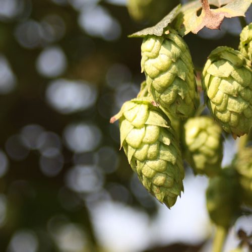 Hops
