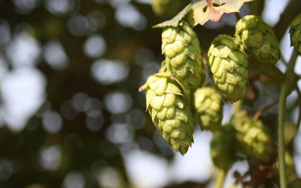Hops