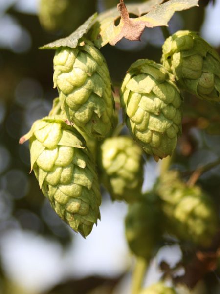 hop breeding program