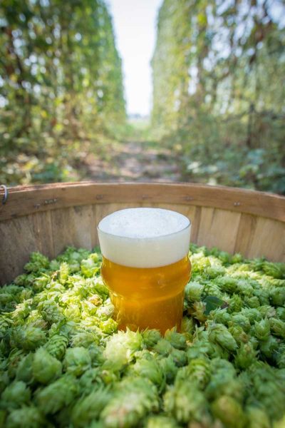 Public Hop Breeding Program Moves Forward