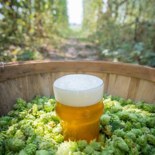 Public Hop Breeding Program Moves Forward