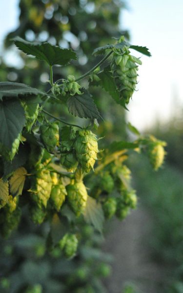 Increased Funding Hop Research