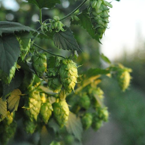 Increased Funding Hop Research