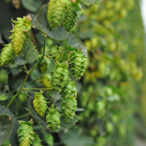Evolving Beer’s Supply Chain in an Era of Climate Change