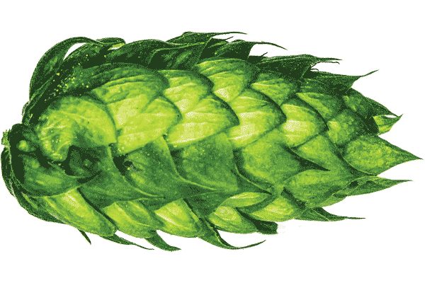 New Hop Varieties