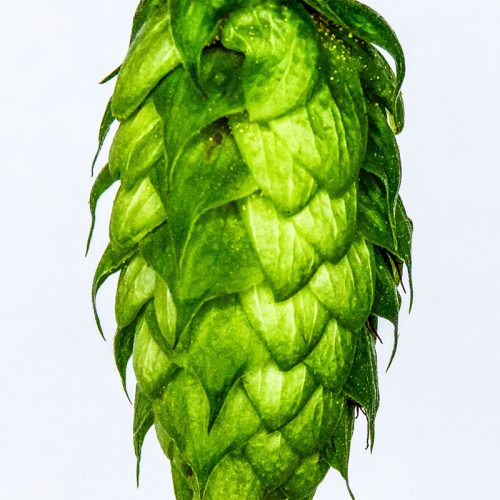 New hop varieties
