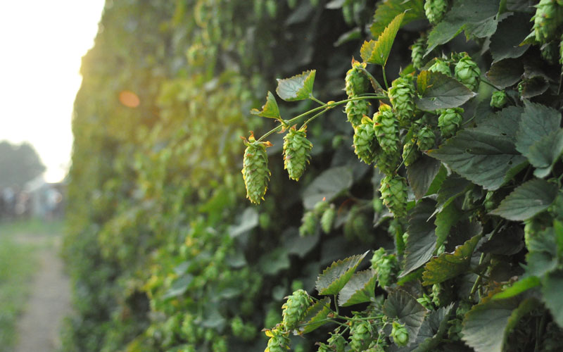 Brewers Association Awards 2019 Research Grants