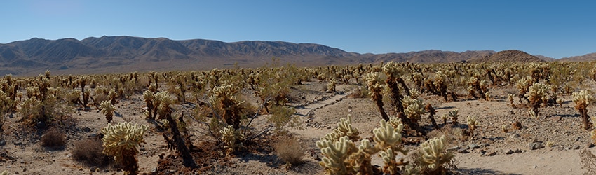 Cholla Garden, Joshua Tree National Park CA