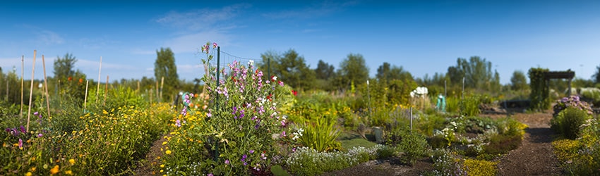 Gardens, Sand Point, Seattle WA