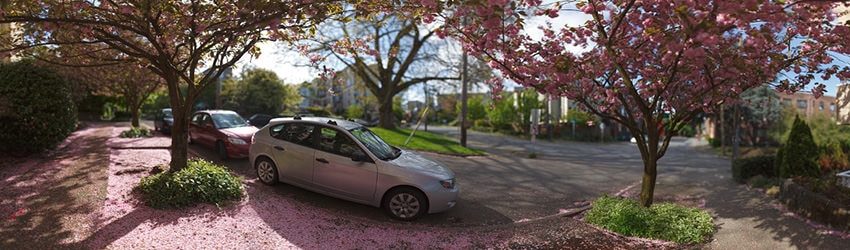 Cherry Blossom Trees, Capitol Hill, Seattle WA