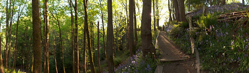 Ravenna Park, Seattle WA