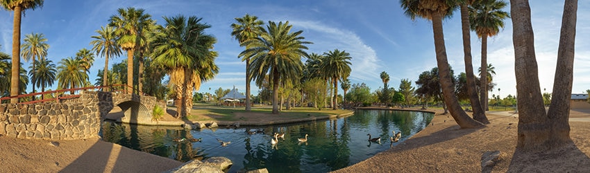 Ducks & Geese at Encanto Park, Phoenix AZ