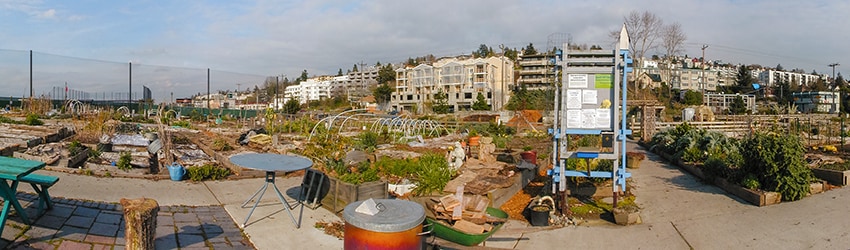 Interbay P-Patch Community Garden, Interbay, Seattle WA