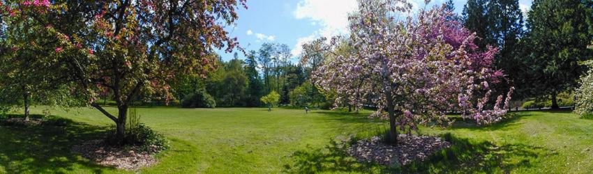 Washington Park Arboretum, Seattle WA