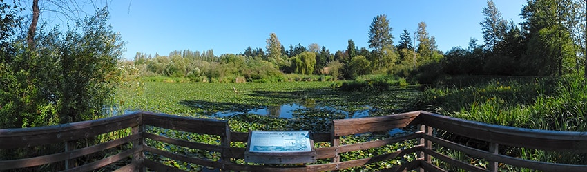 Juanita Bay Park, Kirkland WA