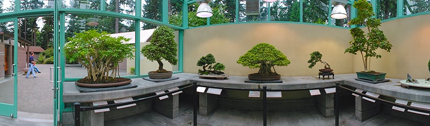 Bonsai Garden, Federal Way WA
