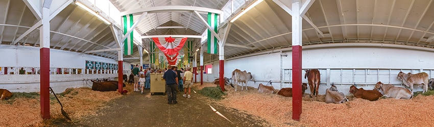 Animals, Puyallup Fair, Puyallup WA